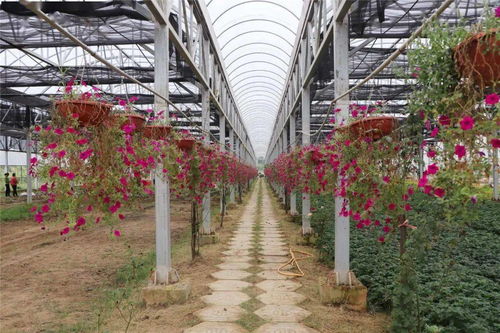 园艺场添彩城区 60万株精品花卉绘就绿水青山画卷