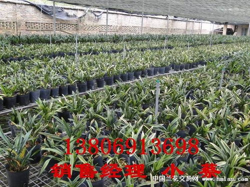 精品桃红荷瓣——一盆遗香的禅意守望