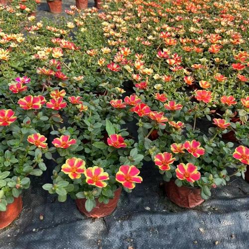 小丑鱼太阳花 园林工程绿化苗木 花卉盆栽绿植 花境 地被植物
