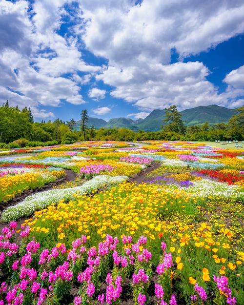 日本九重花卉公园 置身花海云端，四季芬芳的诗意画卷