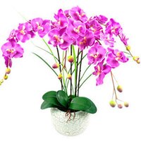花卉园艺产品价格参考 从入门到精通的选购指南