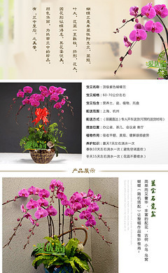 不变的眷恋 花卉与时光的对话