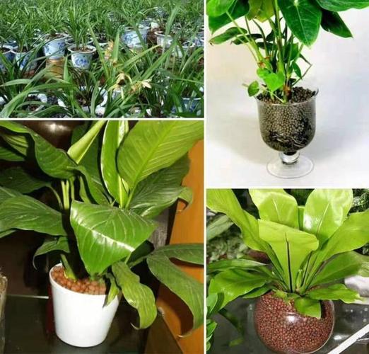 娅婷陶粒生产厂家 建筑回填陶粒 花卉陶粒 水处理陶粒
