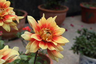 花卉 色彩与生命的拥抱
